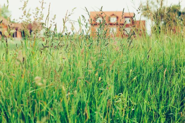 Tall Grass Cutting in Salem