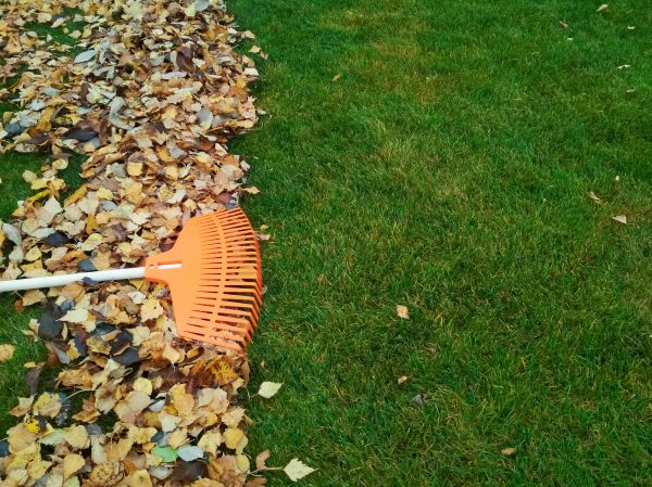 Fall Lawn Care in Salem